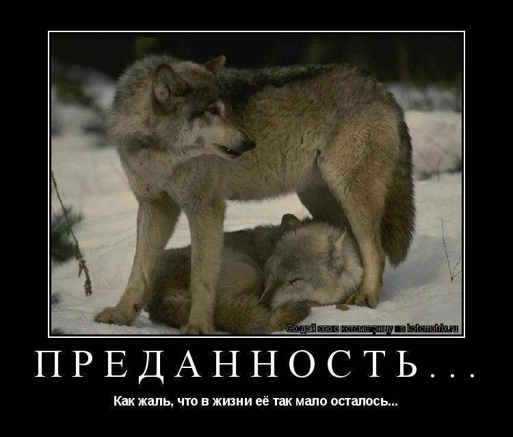 Преданность... Как жаль, что в жизни её так мало осталось...... Котоматрица: Преданность... Как жаль, что в жизни её так мало осталось...