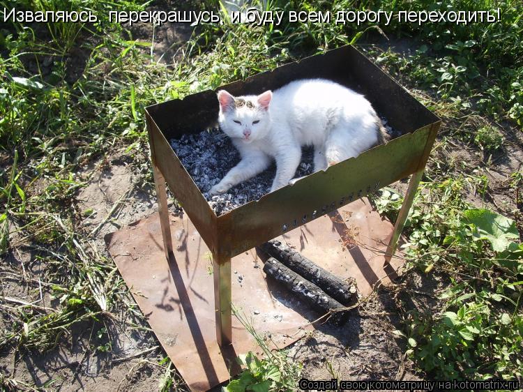 Изваляюсь, перекрашусь, и буду всем дорогу переходить!... Котоматрица: Изваляюсь, перекрашусь, и буду всем дорогу переходить!
