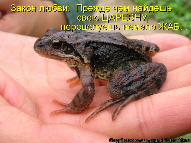 Закон любви: Прежде чем найдешь свою ЦАРЕВНУ, перецелуешь немало ЖАБ...... Котоматрица: Закон любви: Прежде чем найдешь свою ЦАРЕВНУ, перецелуешь немало ЖАБ...
