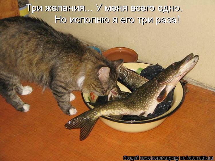 Три желания... У меня всего одно. Но исполню я его три раза!... Котоматрица: Три желания... У меня всего одно. Но исполню я его три раза!
