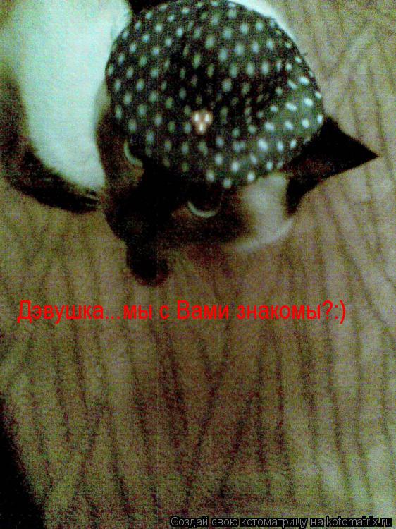 Дэвушка...мы с Вами знакомы?:)... Котоматрица: Дэвушка...мы с Вами знакомы?:)
