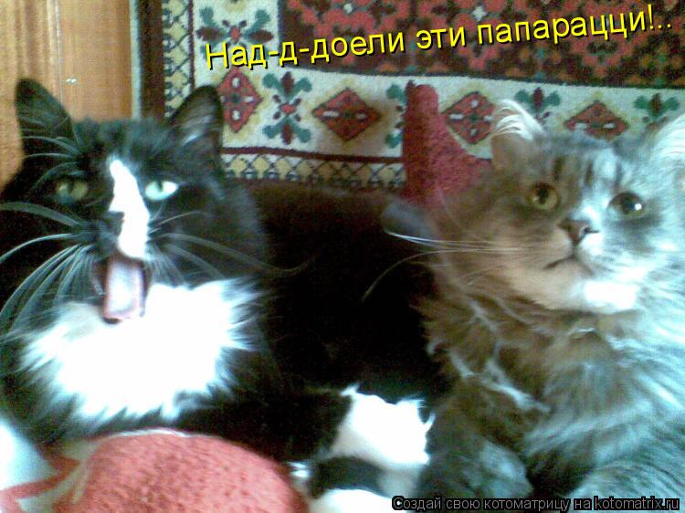 Над-д-доели эти папарацци!..... Котоматрица: Над-д-доели эти папарацци!..