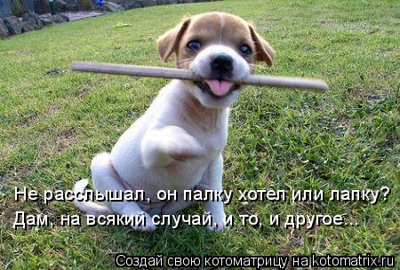 Не расслышал, он палку хотел или лапку? Дам, на всякий случай, и то, и другое...... Котоматрица: Не расслышал, он палку хотел или лапку? Дам, на всякий случай, и то, и другое...