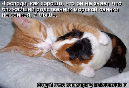 ближайший родственник морской свинки не свинья, а мышь. -Господи, как хорошо, что он не знает, что... Котоматрица: ближайший родственник морской свинки не свинья, а мышь. -Господи, как хорошо, что он не знает, что