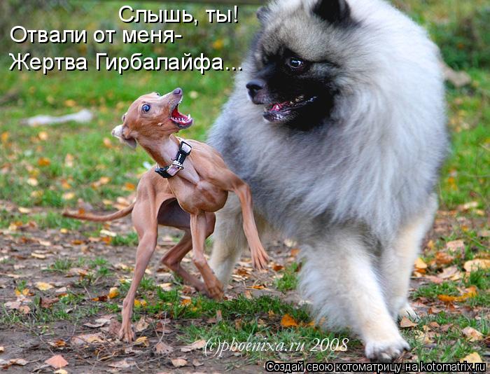 Слышь, ты! Отвали от меня- Жертва Гирбалайфа...... Котоматрица: Слышь, ты! Отвали от меня- Жертва Гирбалайфа...