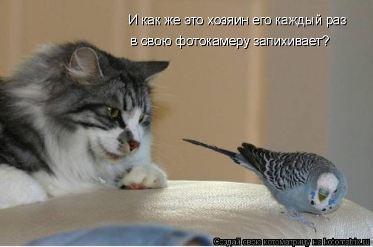 И как же это хозяин его каждый раз в свою фотокамеру запихивает?... Котоматрица: И как же это хозяин его каждый раз в свою фотокамеру запихивает?