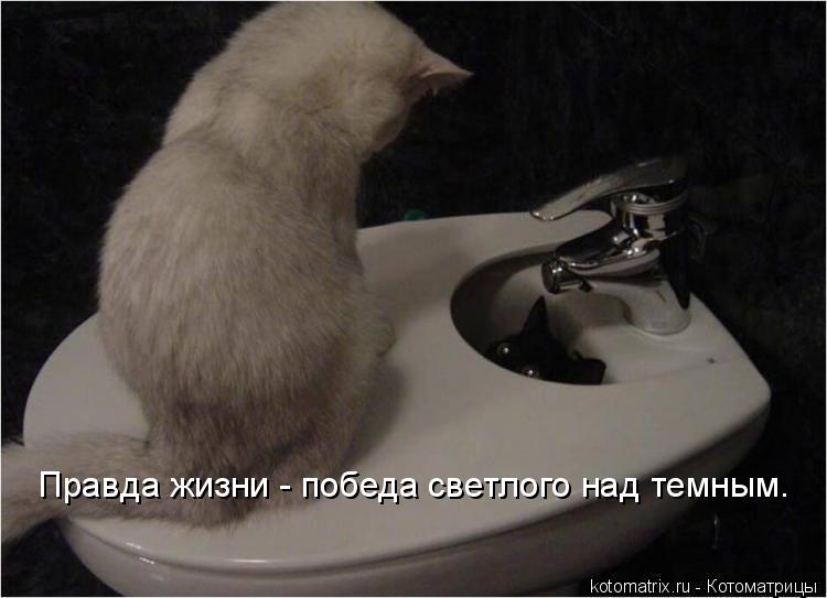 Правда жизни - победа светлого над темным.... Котоматрица: Правда жизни - победа светлого над темным.