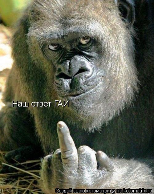 Наш ответ ГАИ... Котоматрица: Наш ответ ГАИ