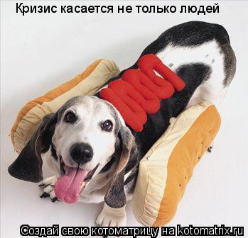 Кризис касается не только людей... Котоматрица: Кризис касается не только людей