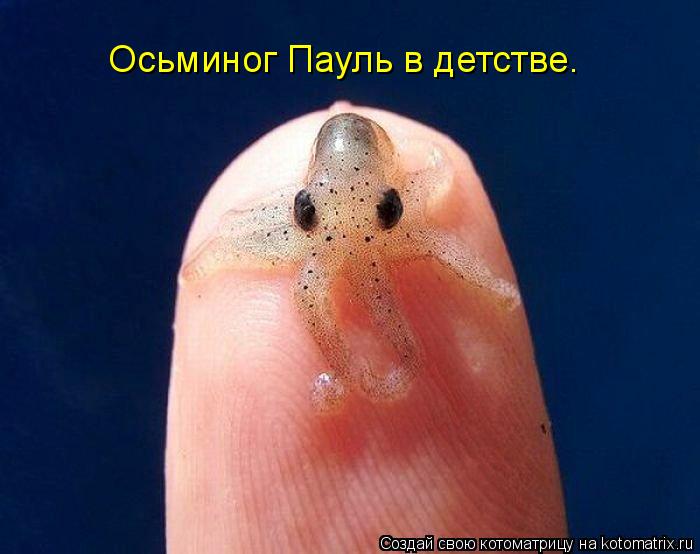 Осьминог Пауль в детстве.... Котоматрица: Осьминог Пауль в детстве.