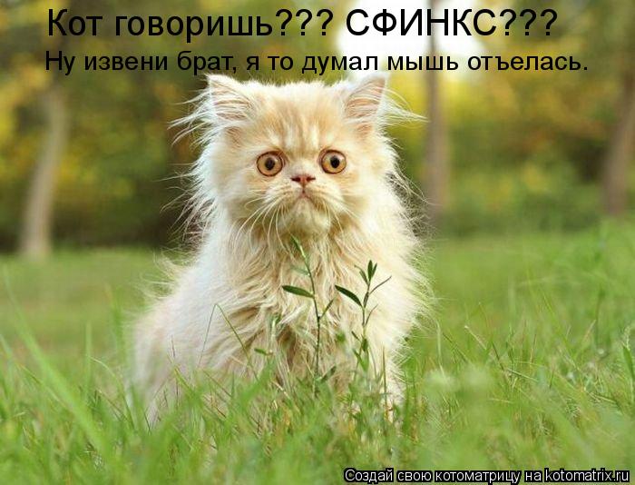 Кот говоришь??? СФИНКС??? Ну извени брат, я то думал мышь отъелась.... Котоматрица: Кот говоришь??? СФИНКС??? Ну извени брат, я то думал мышь отъелась.
