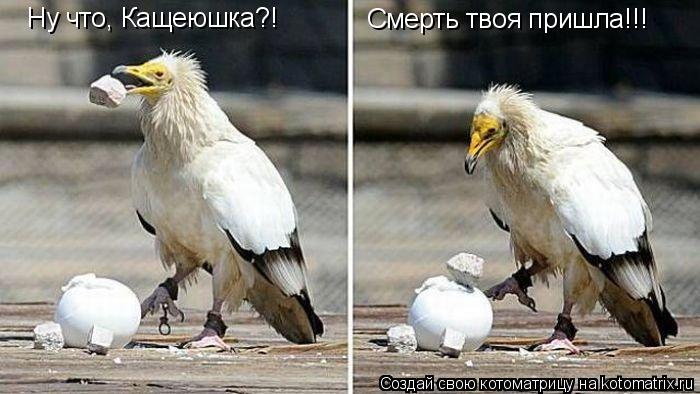 Ну что, Кащеюшка?! Смерть твоя пришла!!!... Котоматрица: Ну что, Кащеюшка?! Смерть твоя пришла!!!