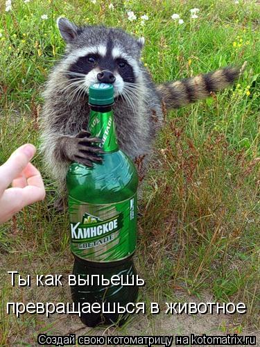 Ты как выпьешь превращаешься в животное... Котоматрица: Ты как выпьешь превращаешься в животное