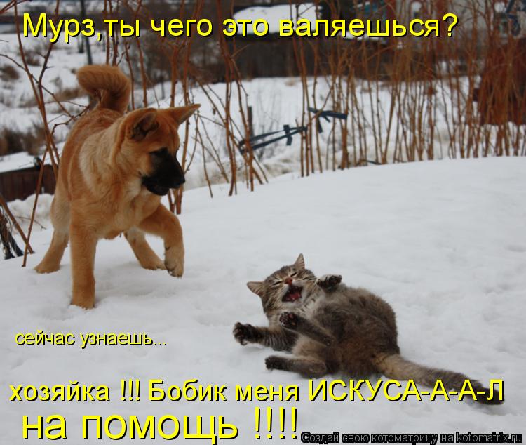 Котоматрица: Мурз,ты чего это валяешься? сейчас узнаешь... хозяйка !!! Бобик меня ИСКУСА-А-А-Л  на помощь !!!!