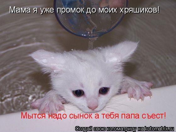 Мама я уже промок до моих хряшиков! Мытся надо сынок а тебя папа съест!... Котоматрица: Мама я уже промок до моих хряшиков! Мытся надо сынок а тебя папа съест!