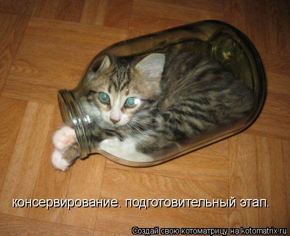 консервирование. подготовительный этап.... Котоматрица: консервирование. подготовительный этап.