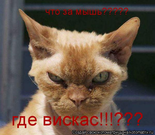 что за мышь????? где вискас!!!???... Котоматрица: что за мышь????? где вискас!!!???