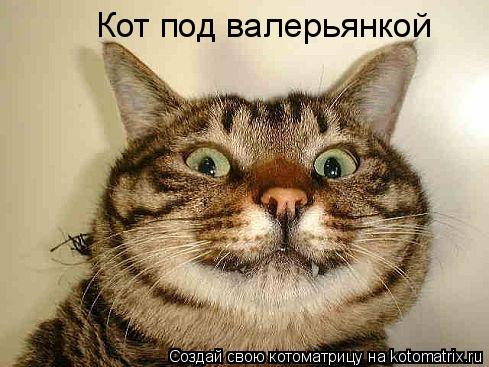 Кот под валерьянкой... Котоматрица: Кот под валерьянкой
