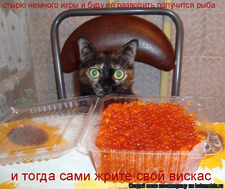 стырю немного икры и буду её разводить получится рыба и тогда сами жрите свой вискас... Котоматрица: стырю немного икры и буду её разводить получится рыба и тогда сами жрите свой вискас