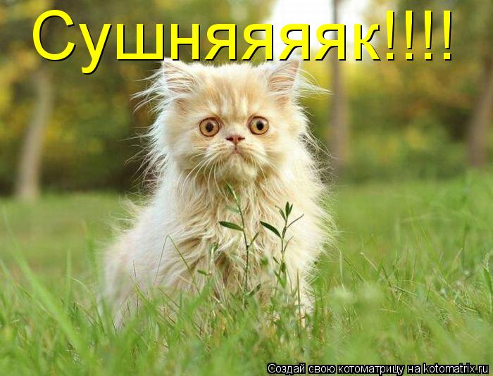 Сушняяяяк!!!!... Котоматрица: Сушняяяяк!!!!