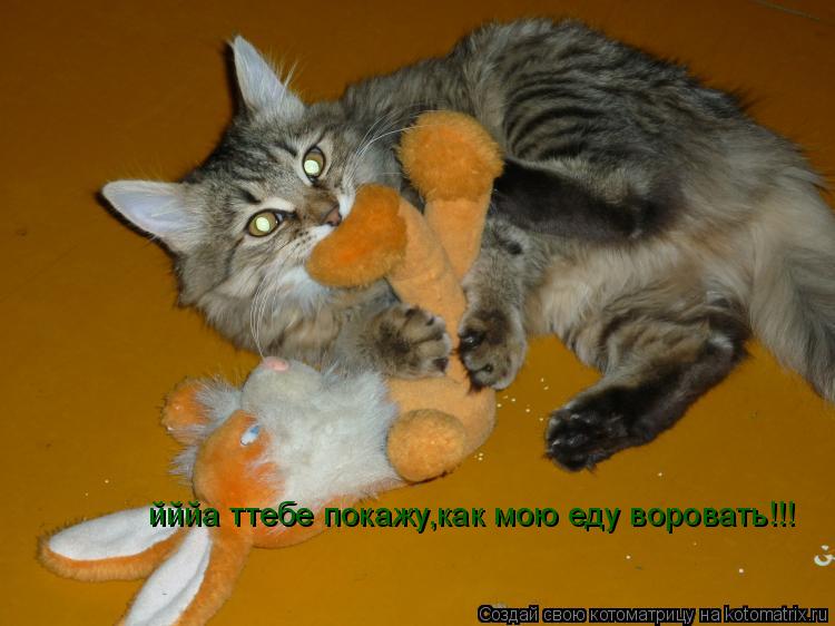 йййа ттебе покажу,как мою еду воровать!!!... Котоматрица: йййа ттебе покажу,как мою еду воровать!!!