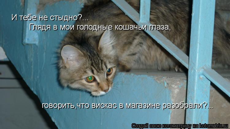 И тебе не стыдно?... Глядя в мои голодные кошачьи глаза,говорить,что вискас кончился Глядя в мои голо... Котоматрица: И тебе не стыдно?... Глядя в мои голодные кошачьи глаза,говорить,что вискас кончился Глядя в мои голодные кошачьи глаза, говорить,что вискас