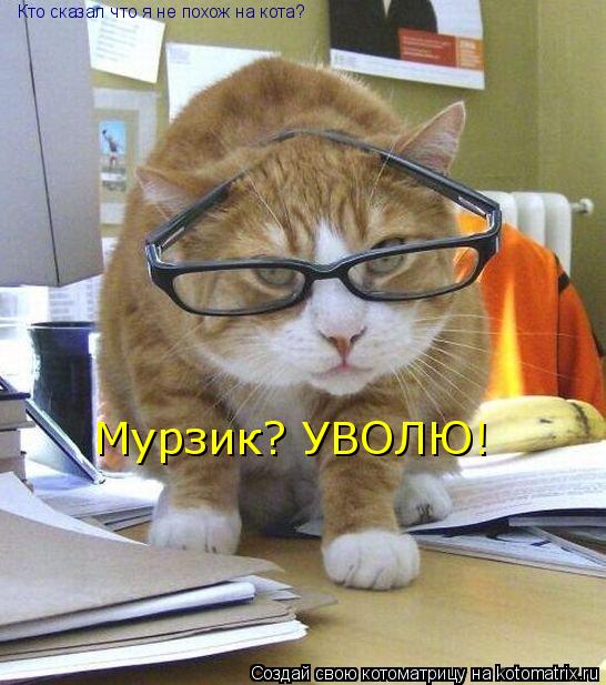 Кто сказал что я не похож на кота? Мурзик? УВОЛЮ!... Котоматрица: Кто сказал что я не похож на кота? Мурзик? УВОЛЮ!