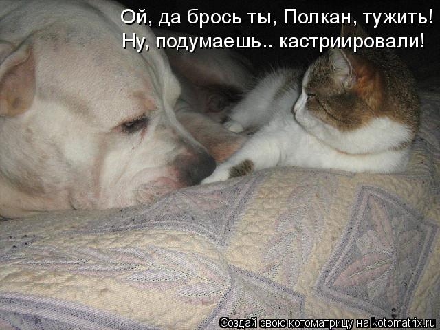 Котоматрица: Ой, да брось ты, Полкан, тужить! Ну, подумаешь.. кастриировали!