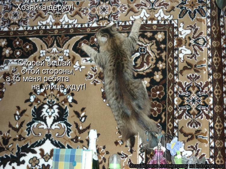 Котоматрица: Хозяйка,держу! с той стороны, а то меня ребята на улице ждут! Скорей вешай