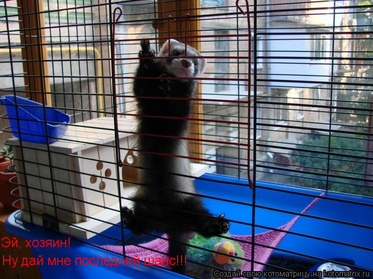 Котоматрица: Эй, хозяин! Ну дай мне последний шанс!!!