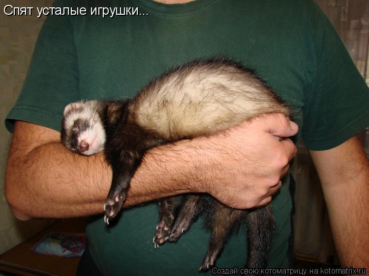 Котоматрица: Спят усталые игрушки...