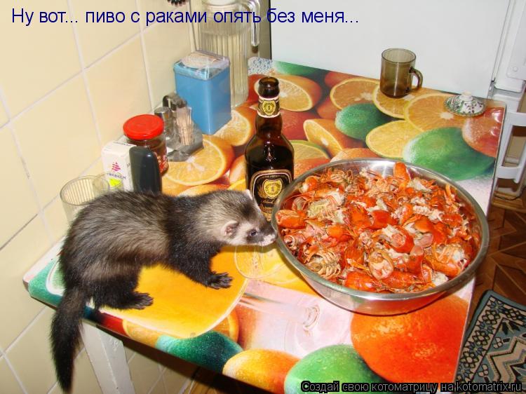 Котоматрица: Ну вот... пиво с раками опять без меня...