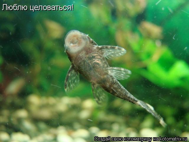 Котоматрица: Люблю целоваться!