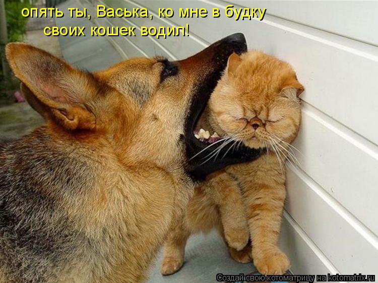 Котоматрица: опять ты, Васька, ко мне в будку своих кошек водил!