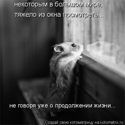 некоторым в большом мире, тяжело из окна посмотреть... не говоря уже о продолжении жизни...... Котоматрица: некоторым в большом мире, тяжело из окна посмотреть... не говоря уже о продолжении жизни...