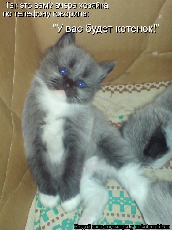 по телефону говорила: "У вас будет котенок!" Так это вам? вчера хозяйка... Котоматрица: по телефону говорила: "У вас будет котенок!" Так это вам? вчера хозяйка