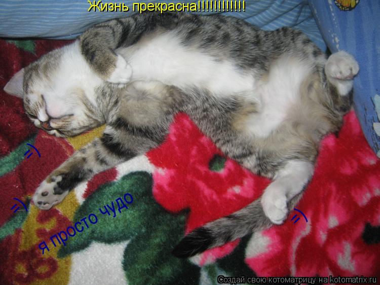 Жизнь прекрасна!!!!!!!!!!!! я просто чудо =) =) =)... Котоматрица: Жизнь прекрасна!!!!!!!!!!!! я просто чудо =) =) =)