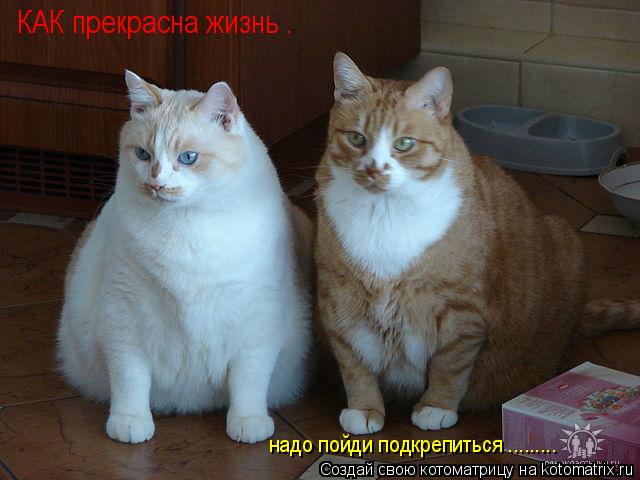 КАК прекрасна жизнь . КАК прекрасна жизнь . надо пойди подкрепиться ............ Котоматрица: КАК прекрасна жизнь . КАК прекрасна жизнь . надо пойди подкрепиться .........