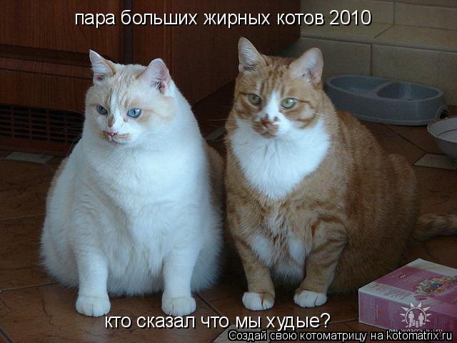 Котоматрица: пара больших жирных котов 2010 кто сказал что мы худые?