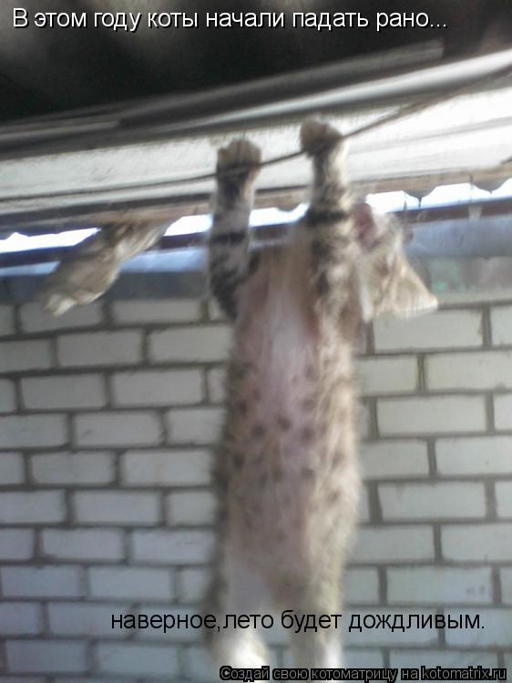 В этом году коты начали падать рано... наверное,лето будет дождливым.... Котоматрица: В этом году коты начали падать рано... наверное,лето будет дождливым.