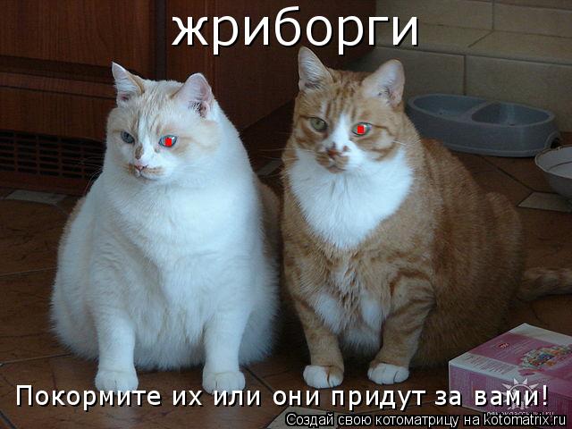 жриборги . . Покормите их или они придут за вами!... Котоматрица: жриборги . . Покормите их или они придут за вами!