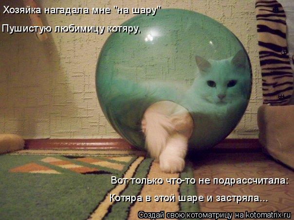 Котоматрица: Хозяйка нагадала мне "на шару" Пушистую любимицу котяру, Вот только что-то не подрассчитала: Котяра в этой шаре и застряла...