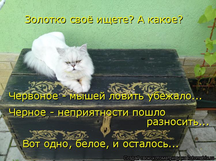 Золотко своё ищете? А какое? Червоное - мышей ловить убежало... Черное - неприятности пошло разносит... Котоматрица: Золотко своё ищете? А какое? Червоное - мышей ловить убежало... Черное - неприятности пошло разносить... Вот одно, белое, и осталось...