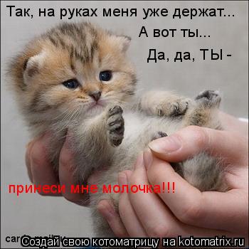 Так, на руках меня уже держат... А вот ты... Да, да, ТЫ - принеси мне молочка!!!... Котоматрица: Так, на руках меня уже держат... А вот ты... Да, да, ТЫ - принеси мне молочка!!!