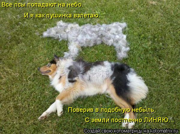 Все псы попадают на небо. И я как пушинка взлетаю. Поверив в подобную небыль, С земли постпенно ЛИНЯЮ... Котоматрица: Все псы попадают на небо. И я как пушинка взлетаю. Поверив в подобную небыль, С земли постпенно ЛИНЯЮ...