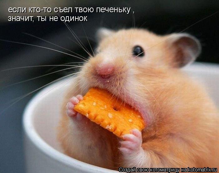 если кто-то съел твою печеньку , значит, ты не одинок... Котоматрица: если кто-то съел твою печеньку , значит, ты не одинок