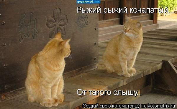 Рыжий,рыжий,конапатый.... От такого слышу..... Котоматрица: Рыжий,рыжий,конапатый.... От такого слышу..