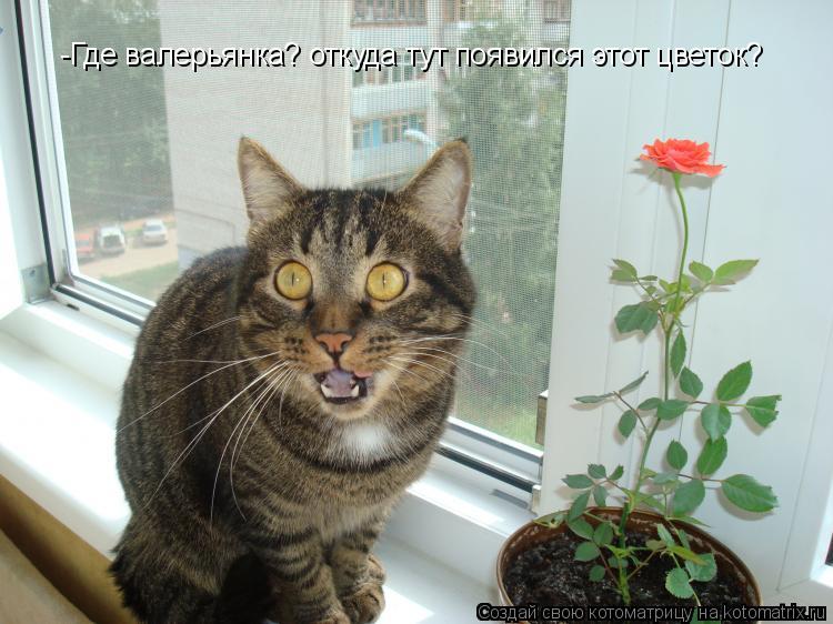 -Где валерьянка? откуда тут появился этот цветок?... Котоматрица: -Где валерьянка? откуда тут появился этот цветок?