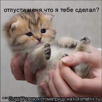 отпусти меня,что я тебе сделал?... Котоматрица: отпусти меня,что я тебе сделал?