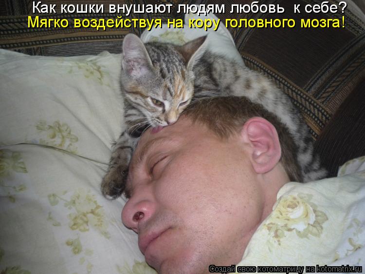 Как кошки внушают людям любовь к себе? Мягко воздействуя на кору головного мозга!... Котоматрица: Как кошки внушают людям любовь к себе? Мягко воздействуя на кору головного мозга!